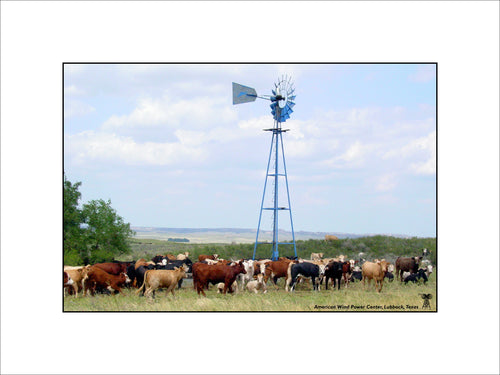 Windmill & Cows